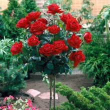 Троянда Ред Вельвет (червона) ШТАМБ | Rosa Red Velvet (red) SHTAMB | Роза Ред Вельвет (красная) ШТАМБ