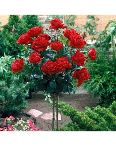 Троянда Ред Вельвет (червона) ШТАМБ | Rosa Red Velvet (red) SHTAMB | Роза Ред Вельвет (красная) ШТАМБ