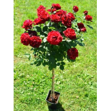 Троянда Ред Вельвет (червона) ШТАМБ | Rosa Red Velvet (red) SHTAMB | Роза Ред Вельвет (красная) ШТАМБ