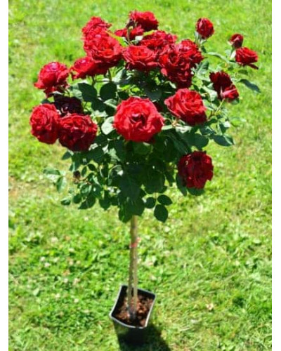 Троянда Ред Вельвет (червона) ШТАМБ | Rosa Red Velvet (red) SHTAMB | Роза Ред Вельвет (красная) ШТАМБ
