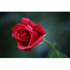 Троянда Ред Вельвет (червона) ШТАМБ | Rosa Red Velvet (red) SHTAMB | Роза Ред Вельвет (красная) ШТАМБ