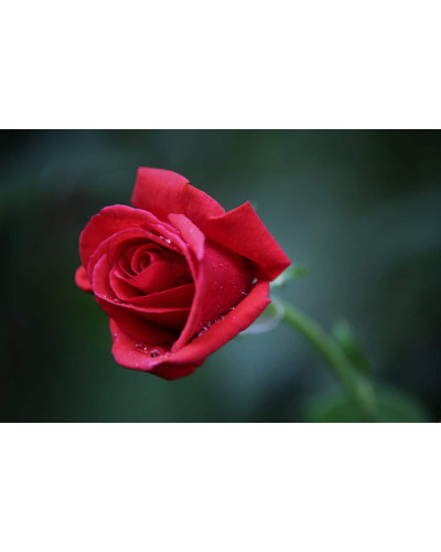 Троянда Ред Вельвет (червона) ШТАМБ | Rosa Red Velvet (red) SHTAMB | Роза Ред Вельвет (красная) ШТАМБ