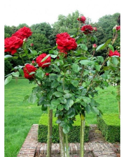Троянда Ред Вельвет (червона) ШТАМБ | Rosa Red Velvet (red) SHTAMB | Роза Ред Вельвет (красная) ШТАМБ