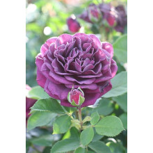 Троянда флорибунда ’Ебб Тайд’|Rosa floribunda ’Ebb Tide’|Роза флорибунда ’Эбб Тайд’