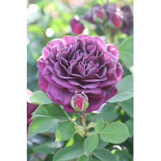 Троянда флорибунда ’Ебб Тайд’|Rosa floribunda ’Ebb Tide’|Роза флорибунда ’Эбб Тайд’