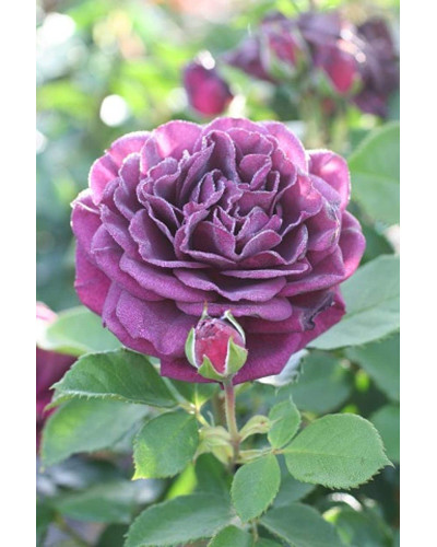 Троянда флорибунда ’Ебб Тайд’|Rosa floribunda ’Ebb Tide’|Роза флорибунда ’Эбб Тайд’