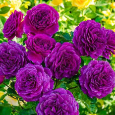 Троянда флорибунда ’Ебб Тайд’|Rosa floribunda ’Ebb Tide’|Роза флорибунда ’Эбб Тайд’