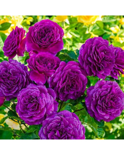 Троянда флорибунда ’Ебб Тайд’|Rosa floribunda ’Ebb Tide’|Роза флорибунда ’Эбб Тайд’