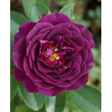Троянда флорибунда ’Ебб Тайд’|Rosa floribunda ’Ebb Tide’|Роза флорибунда ’Эбб Тайд’