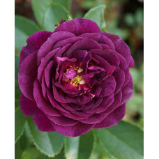 Троянда флорибунда ’Ебб Тайд’|Rosa floribunda ’Ebb Tide’|Роза флорибунда ’Эбб Тайд’