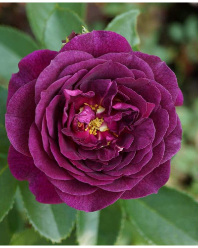 Троянда флорибунда ’Ебб Тайд’|Rosa floribunda ’Ebb Tide’|Роза флорибунда ’Эбб Тайд’
