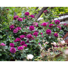 Троянда флорибунда ’Ебб Тайд’|Rosa floribunda ’Ebb Tide’|Роза флорибунда ’Эбб Тайд’