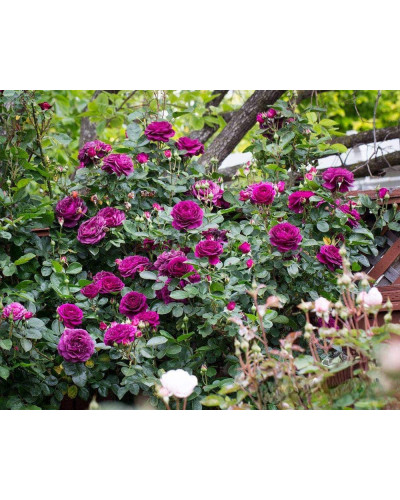 Троянда флорибунда ’Ебб Тайд’|Rosa floribunda ’Ebb Tide’|Роза флорибунда ’Эбб Тайд’