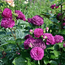 Троянда флорибунда ’Ебб Тайд’|Rosa floribunda ’Ebb Tide’|Роза флорибунда ’Эбб Тайд’