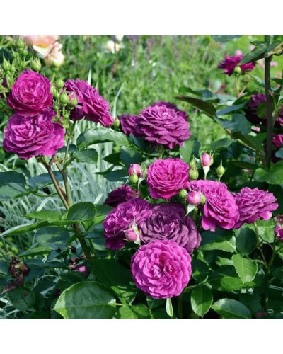 Троянда флорибунда ’Ебб Тайд’|Rosa floribunda ’Ebb Tide’|Роза флорибунда ’Эбб Тайд’