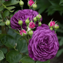 Троянда флорибунда ’Ебб Тайд’|Rosa floribunda ’Ebb Tide’|Роза флорибунда ’Эбб Тайд’