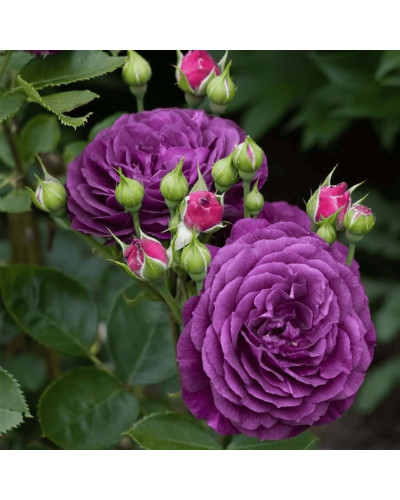 Троянда флорибунда ’Ебб Тайд’|Rosa floribunda ’Ebb Tide’|Роза флорибунда ’Эбб Тайд’