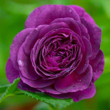 Троянда флорибунда ’Ебб Тайд’|Rosa floribunda ’Ebb Tide’|Роза флорибунда ’Эбб Тайд’