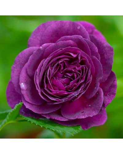 Троянда флорибунда ’Ебб Тайд’|Rosa floribunda ’Ebb Tide’|Роза флорибунда ’Эбб Тайд’