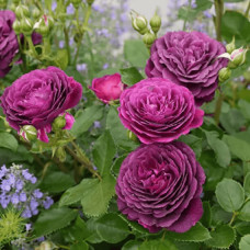 Троянда флорибунда ’Ебб Тайд’|Rosa floribunda ’Ebb Tide’|Роза флорибунда ’Эбб Тайд’