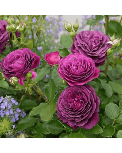 Троянда флорибунда ’Ебб Тайд’|Rosa floribunda ’Ebb Tide’|Роза флорибунда ’Эбб Тайд’