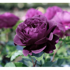 Троянда флорибунда ’Ебб Тайд’|Rosa floribunda ’Ebb Tide’|Роза флорибунда ’Эбб Тайд’