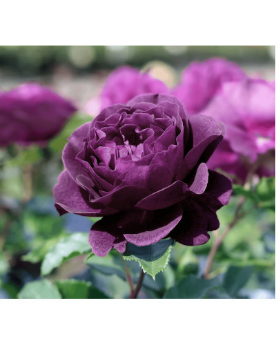 Троянда флорибунда ’Ебб Тайд’|Rosa floribunda ’Ebb Tide’|Роза флорибунда ’Эбб Тайд’