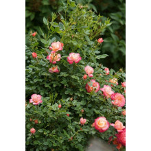 Троянда флорібунда ‘Бріоза’ (жовто-помаранчево-персикова)|Rosa floribunda ‘Briosa’|Роза флорибунда ‘Бриоза’ (желто-оранжево-персиковая)