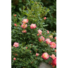 Троянда флорібунда ‘Бріоза’ (жовто-помаранчево-персикова)|Rosa floribunda ‘Briosa’|Роза флорибунда ‘Бриоза’ (желто-оранжево-персиковая)