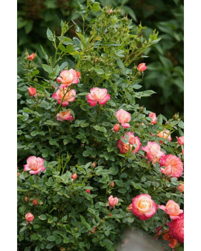 Троянда флорібунда ‘Бріоза’ (жовто-помаранчево-персикова)|Rosa floribunda ‘Briosa’|Роза флорибунда ‘Бриоза’ (желто-оранжево-персиковая)