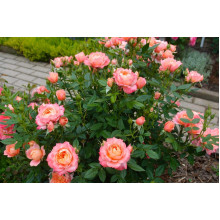 Троянда флорібунда ‘Бріоза’ (жовто-помаранчево-персикова)|Rosa floribunda ‘Briosa’|Роза флорибунда ‘Бриоза’ (желто-оранжево-персиковая)