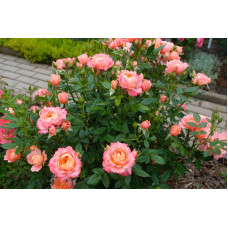 Троянда флорібунда ‘Бріоза’ (жовто-помаранчево-персикова)|Rosa floribunda ‘Briosa’|Роза флорибунда ‘Бриоза’ (желто-оранжево-персиковая)