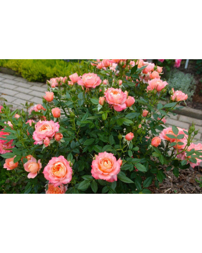 Троянда флорібунда ‘Бріоза’ (жовто-помаранчево-персикова)|Rosa floribunda ‘Briosa’|Роза флорибунда ‘Бриоза’ (желто-оранжево-персиковая)