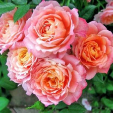 Троянда флорібунда ‘Бріоза’ (жовто-помаранчево-персикова)|Rosa floribunda ‘Briosa’|Роза флорибунда ‘Бриоза’ (желто-оранжево-персиковая)