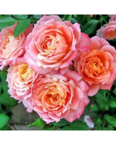 Троянда флорібунда ‘Бріоза’ (жовто-помаранчево-персикова)|Rosa floribunda ‘Briosa’|Роза флорибунда ‘Бриоза’ (желто-оранжево-персиковая)
