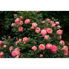 Троянда флорібунда ‘Бріоза’ (жовто-помаранчево-персикова)|Rosa floribunda ‘Briosa’|Роза флорибунда ‘Бриоза’ (желто-оранжево-персиковая)