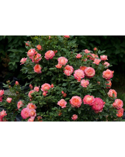 Троянда флорібунда ‘Бріоза’ (жовто-помаранчево-персикова)|Rosa floribunda ‘Briosa’|Роза флорибунда ‘Бриоза’ (желто-оранжево-персиковая)