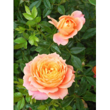 Троянда флорібунда ‘Бріоза’ (жовто-помаранчево-персикова)|Rosa floribunda ‘Briosa’|Роза флорибунда ‘Бриоза’ (желто-оранжево-персиковая)