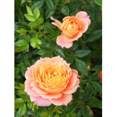 Троянда флорібунда ‘Бріоза’ (жовто-помаранчево-персикова)|Rosa floribunda ‘Briosa’|Роза флорибунда ‘Бриоза’ (желто-оранжево-персиковая)