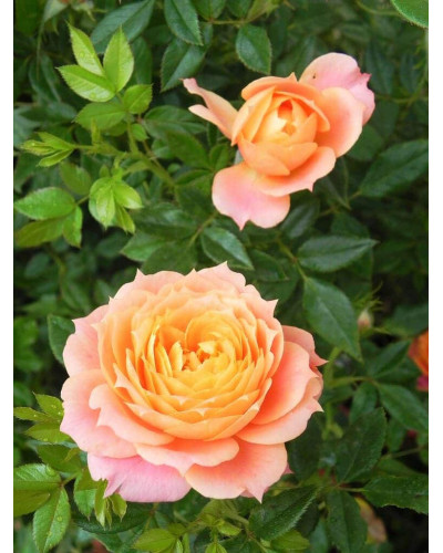 Троянда флорібунда ‘Бріоза’ (жовто-помаранчево-персикова)|Rosa floribunda ‘Briosa’|Роза флорибунда ‘Бриоза’ (желто-оранжево-персиковая)
