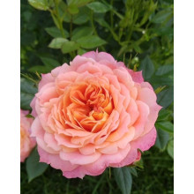 Троянда флорібунда ‘Бріоза’ (жовто-помаранчево-персикова)|Rosa floribunda ‘Briosa’|Роза флорибунда ‘Бриоза’ (желто-оранжево-персиковая)