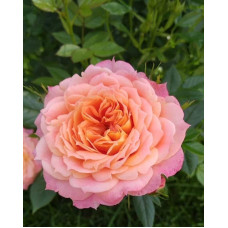 Троянда флорібунда ‘Бріоза’ (жовто-помаранчево-персикова)|Rosa floribunda ‘Briosa’|Роза флорибунда ‘Бриоза’ (желто-оранжево-персиковая)