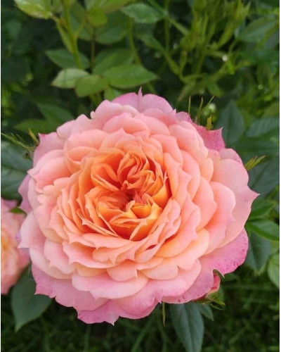 Троянда флорібунда ‘Бріоза’ (жовто-помаранчево-персикова)|Rosa floribunda ‘Briosa’|Роза флорибунда ‘Бриоза’ (желто-оранжево-персиковая)