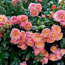 Троянда флорібунда ‘Бріоза’ (жовто-помаранчево-персикова)|Rosa floribunda ‘Briosa’|Роза флорибунда ‘Бриоза’ (желто-оранжево-персиковая)