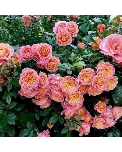 Троянда флорібунда ‘Бріоза’ (жовто-помаранчево-персикова)|Rosa floribunda ‘Briosa’|Роза флорибунда ‘Бриоза’ (желто-оранжево-персиковая)