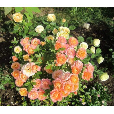Троянда флорібунда ‘Бріоза’ (жовто-помаранчево-персикова)|Rosa floribunda ‘Briosa’|Роза флорибунда ‘Бриоза’ (желто-оранжево-персиковая)