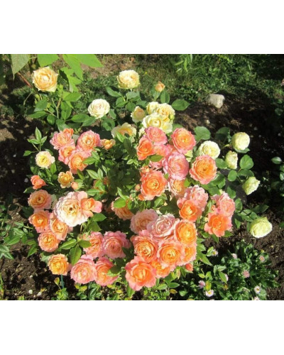 Троянда флорібунда ‘Бріоза’ (жовто-помаранчево-персикова)|Rosa floribunda ‘Briosa’|Роза флорибунда ‘Бриоза’ (желто-оранжево-персиковая)