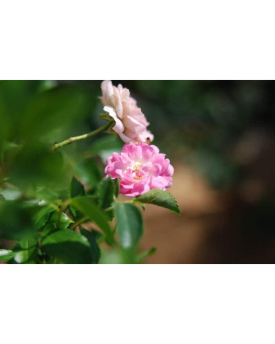 Троянда поліантова Фейрі | Роза полиантовая Фейри | Rosa polyantha The Fairy