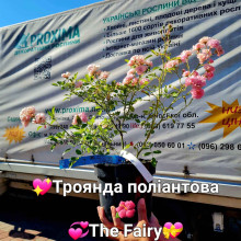 Троянда поліантова Фейрі | Роза полиантовая Фейри | Rosa polyantha The Fairy