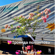 Троянда поліантова Фейрі | Роза полиантовая Фейри | Rosa polyantha The Fairy